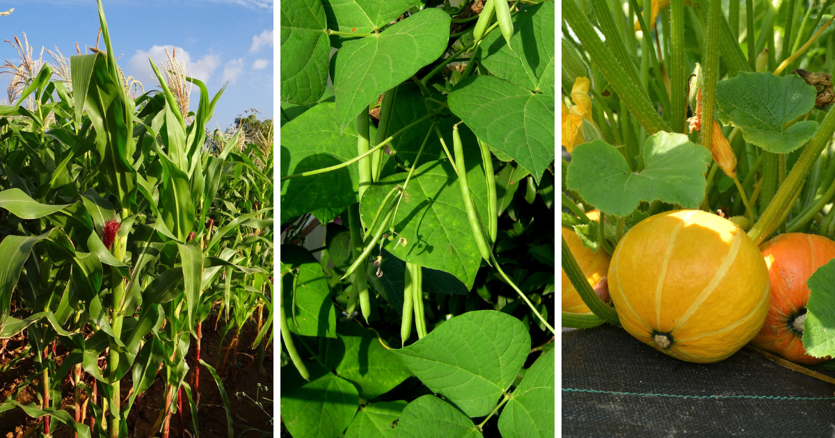 Three Sisters Planting Method, Squash, Beans, Corn - Southern Seed Exchange