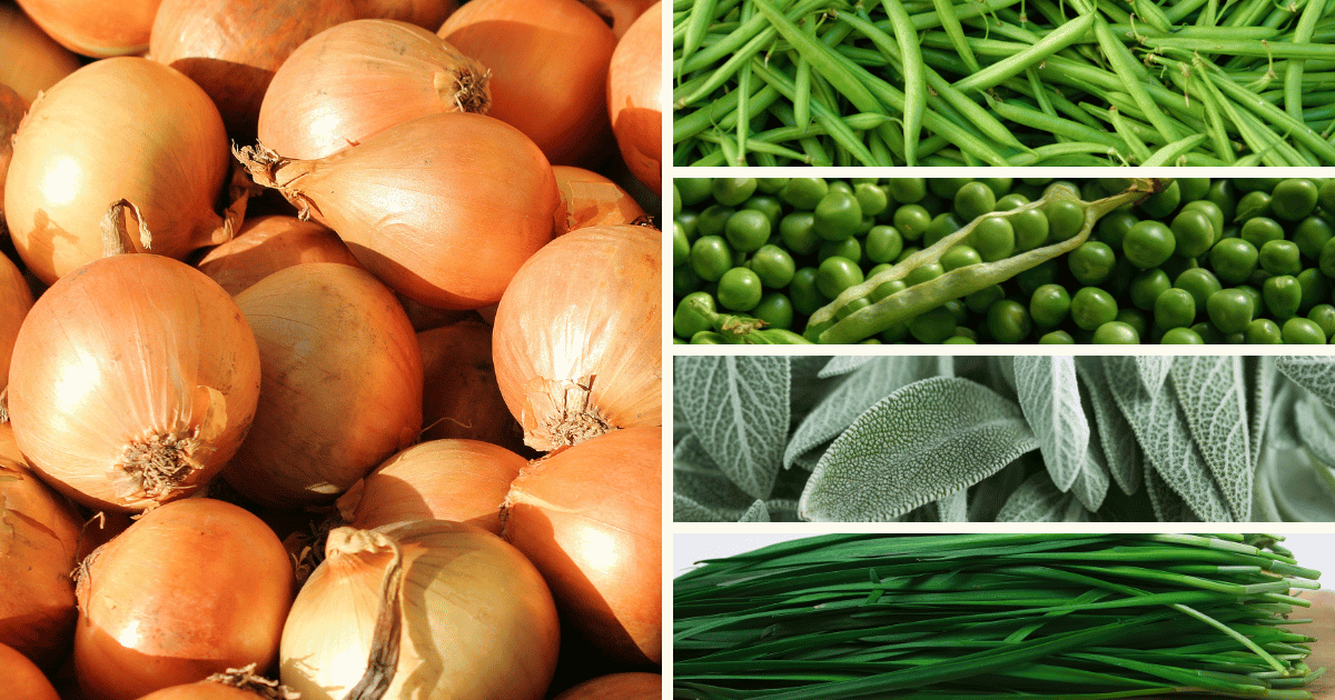 A collage of four images featuring onions, green beans, peas, sage, and chives, highlighting incompatible plant pairings to avoid in the garden due to the detrimental effects of onions (an allium) on the growth of peas and beans, as well as sage's negative impact on cucumbers (not pictured).