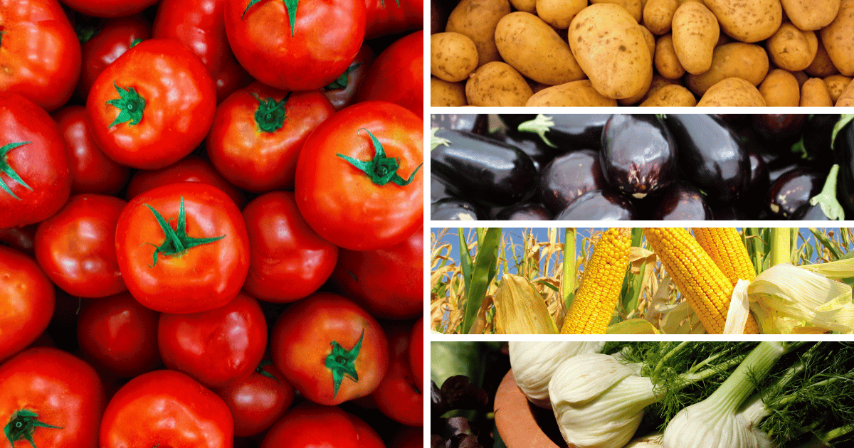 A collage of five images featuring tomatoes, potatoes, eggplant, corn, and fennel, highlighting incompatible plant pairings to avoid in the garden due to their shared susceptibility to pests and diseases, as well as competition for resources.