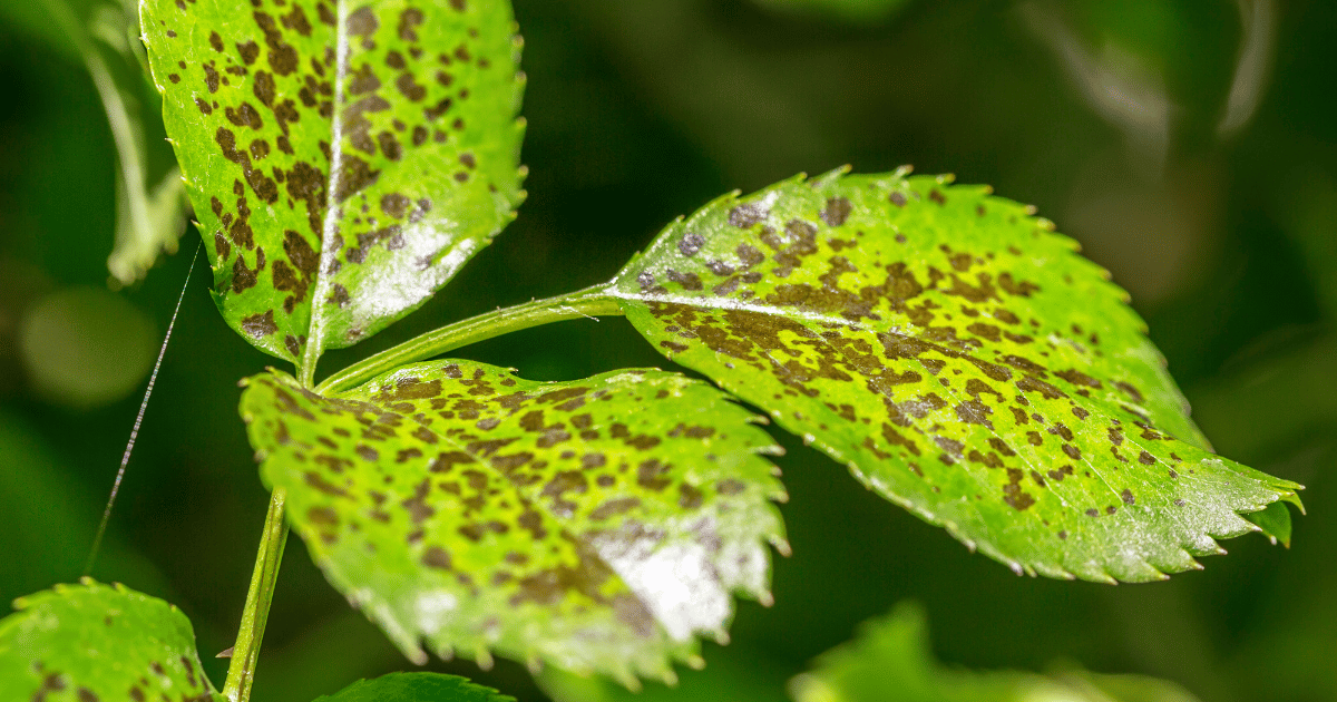 Black spot caused by a fungal disease of roses that causes dark spots on the leaves.  pen_spark     tune  share   more_vert