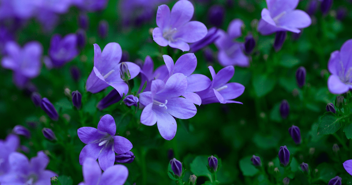 A cluster of bellflowers in various stages of bloom, with some flowers fully open and others still buds. The delicate purple blossoms are surrounded by lush green foliage.