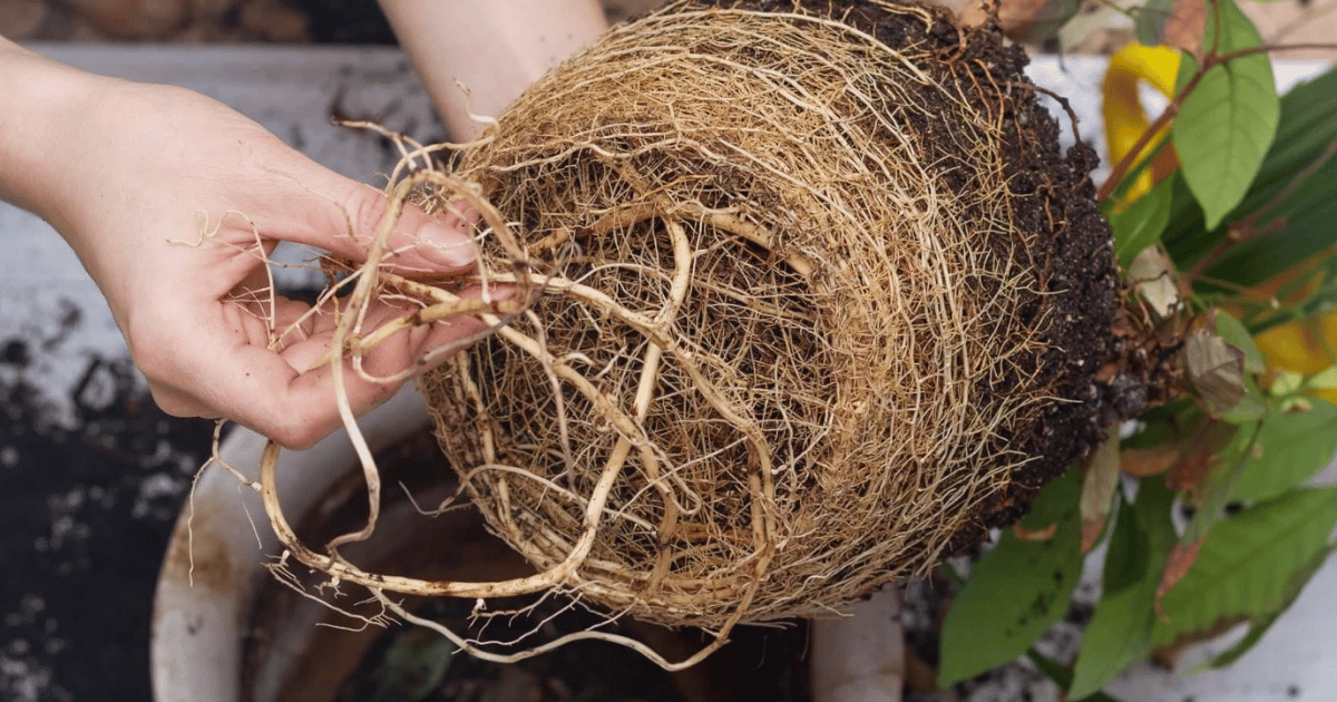 Signs of a rootbound plant. Woman holding a plant removed from the pot with extensive root issues.