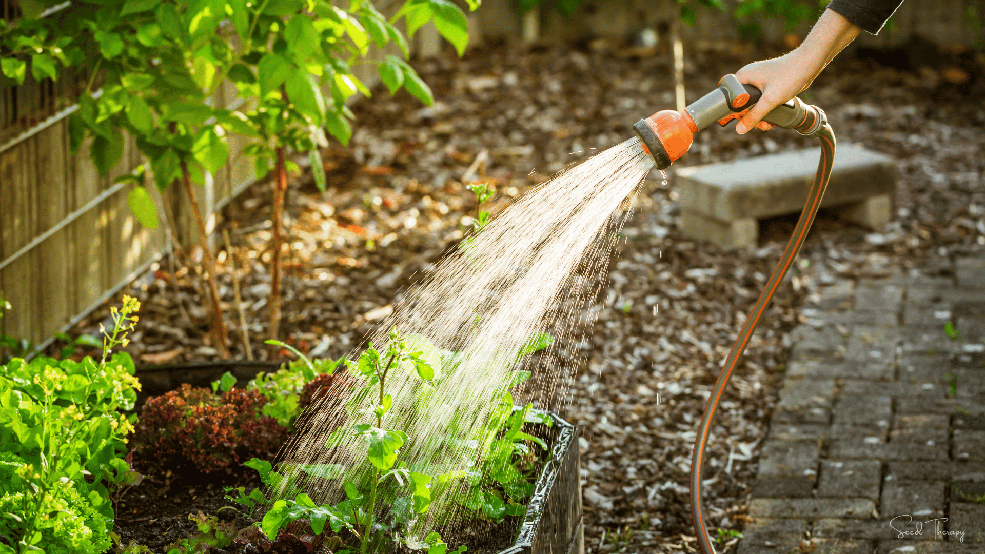 A gardener waters vibrant green leafy plants in a raised garden bed with a hose, illustrating summer gardening care tips from Seed Therapy.