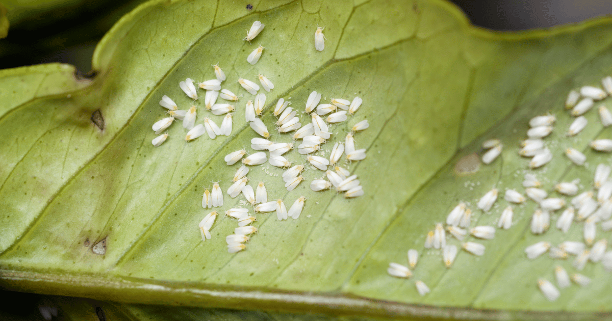 Whiteflies on a plant leaf. Southern Seed Exchange.