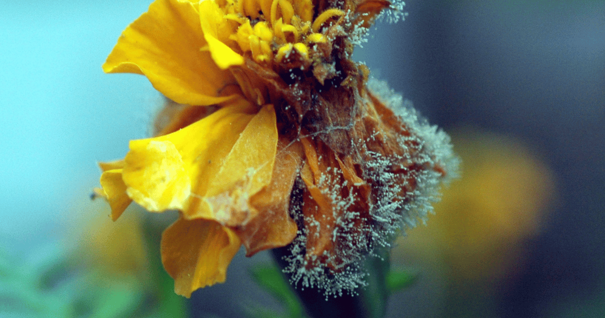 Botrytis Blight  on marigold flower. Southern Seed Exchange.