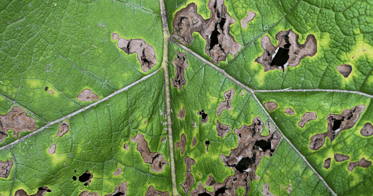 Leaf spots disease on leaf. Southern Seed Exchange.