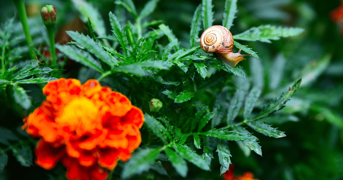 Snail on marigold leaves. Southern Seed Exchange.