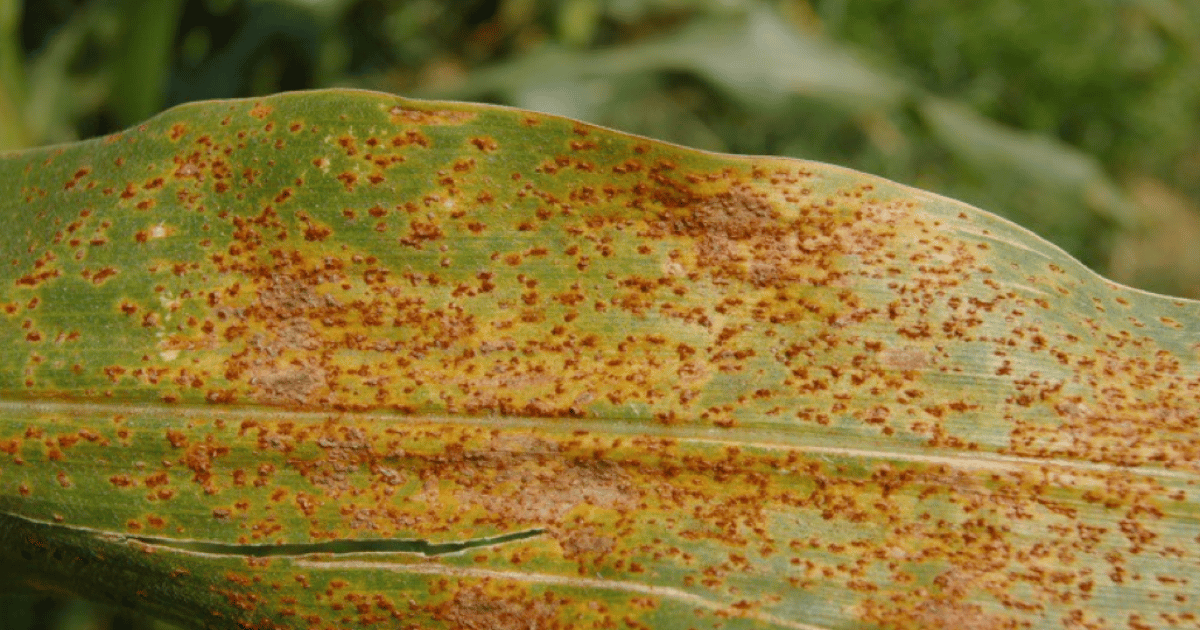 Common plant rust on corn. Southern Seed Exchange.