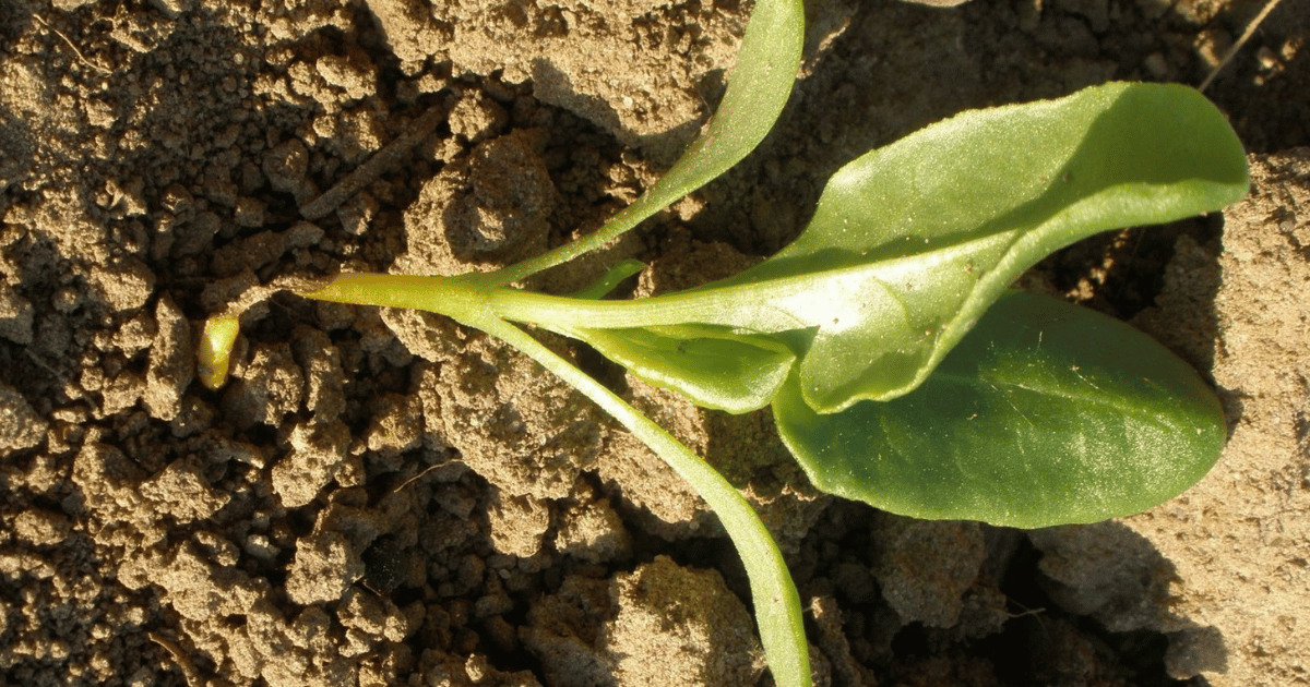 Damping off disease on seedling. Southern Seed Exchange.