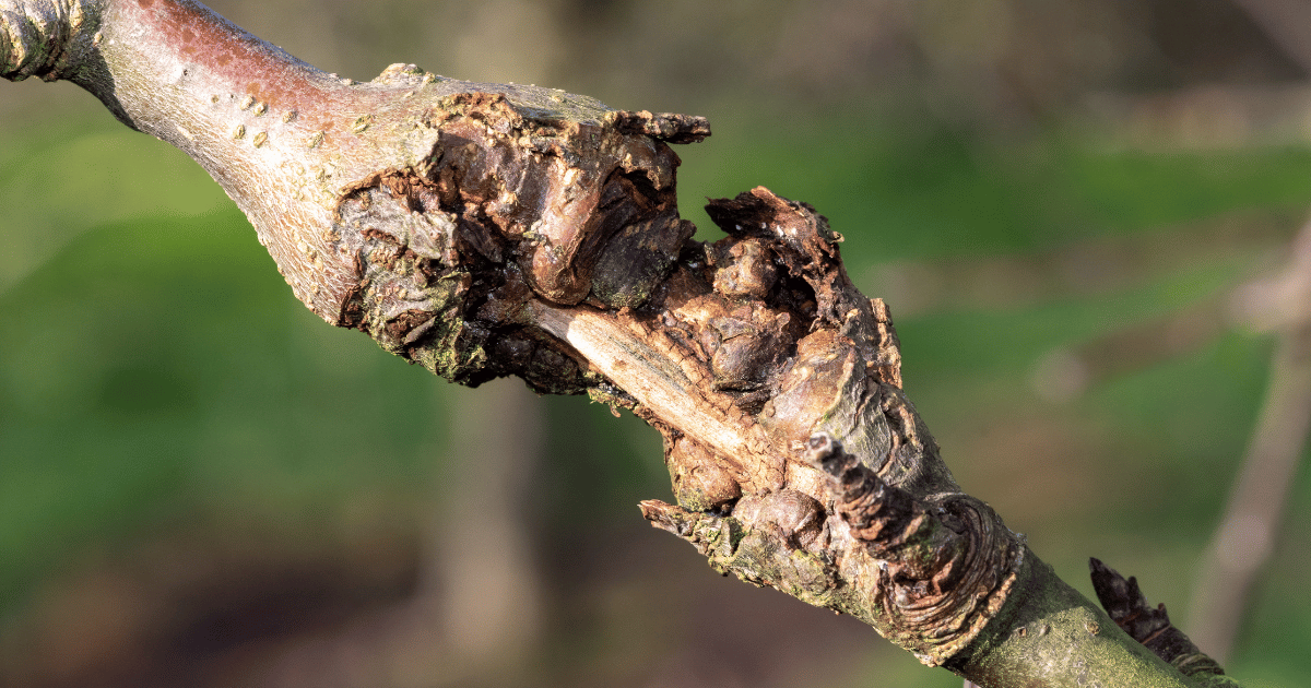 Close up of canker on an apple tree. Southern Seed Exchange.