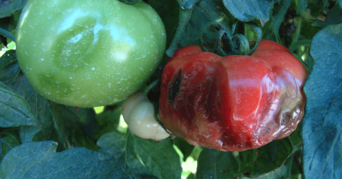 Soft Rot Plant Disease on Tomato. Southern Seed Exchange.