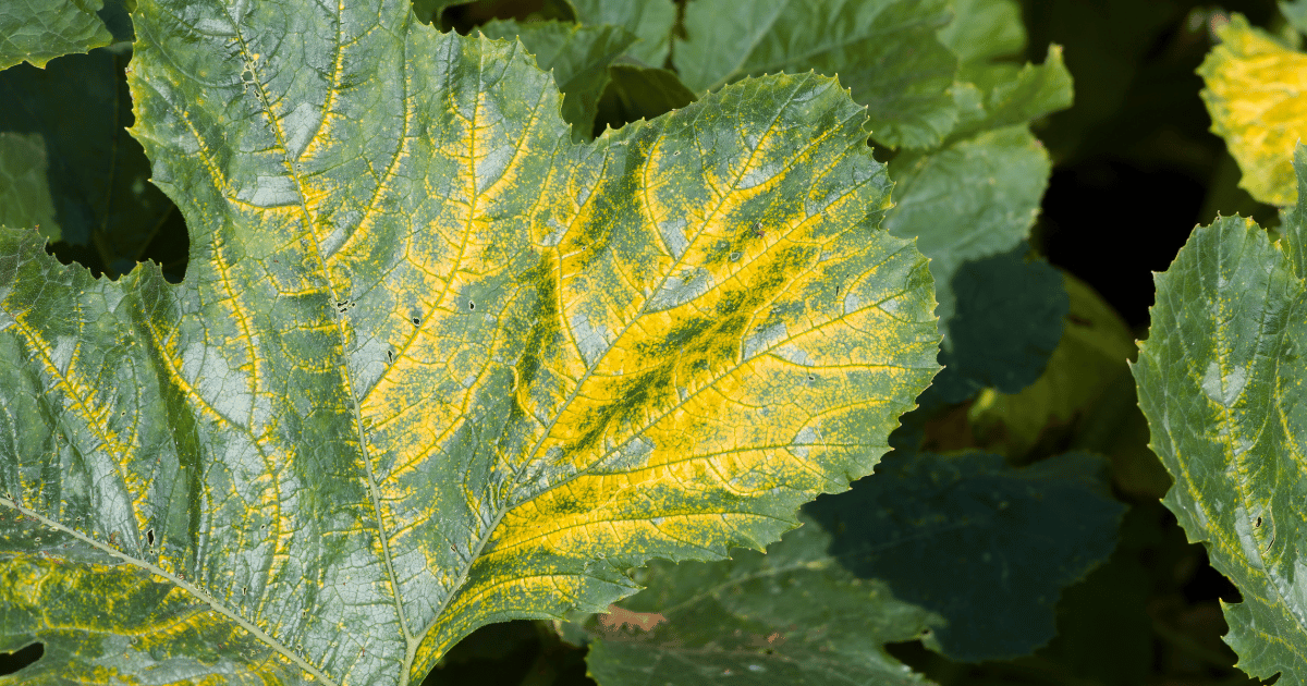 Mosaic virus growing on a zucchini plant leaves. Southern Seed Exchange.