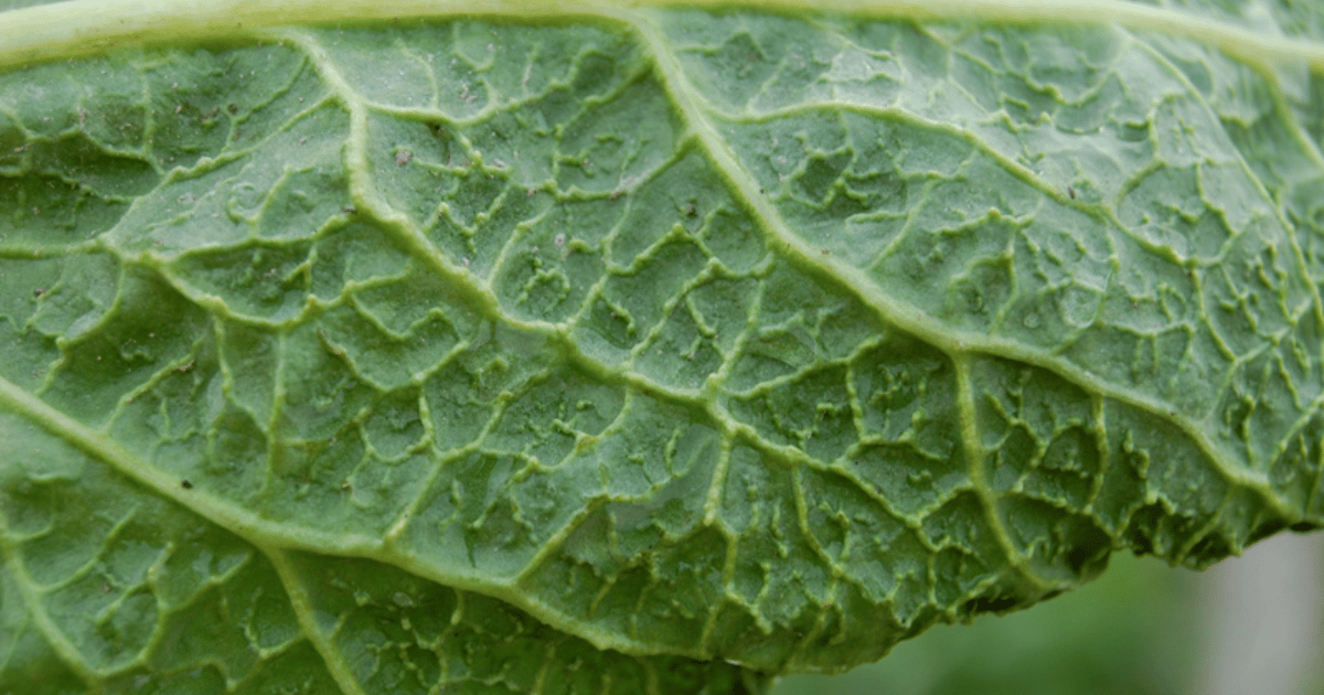 Vein swelling on sugar beets from curly top virus. Southern Seed Exchange.