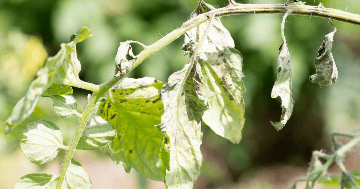 Tomato plant infected by spotted wilt virus also known as TSWV. Southern Seed Exchange.