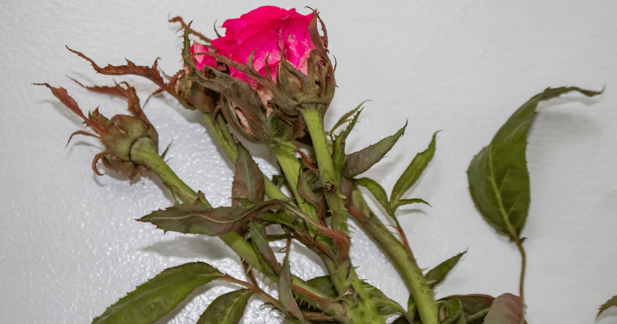 A rose from a bush infected with a virus called rose rosette spread by tiny mites carried by the wind