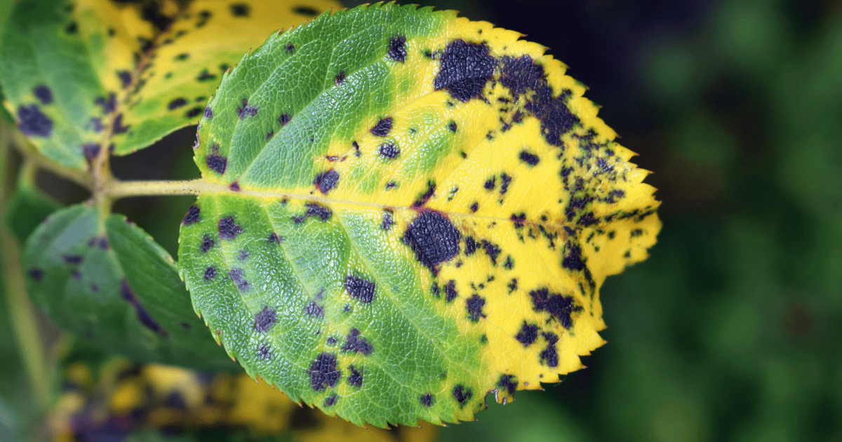 Fungal disease Black spot of rose caused by Diplocarpon rosae