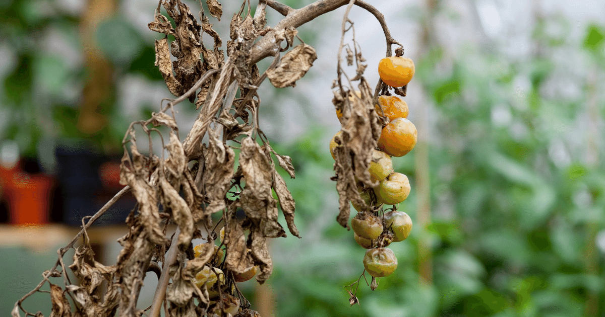 Tomato plant with late blight.