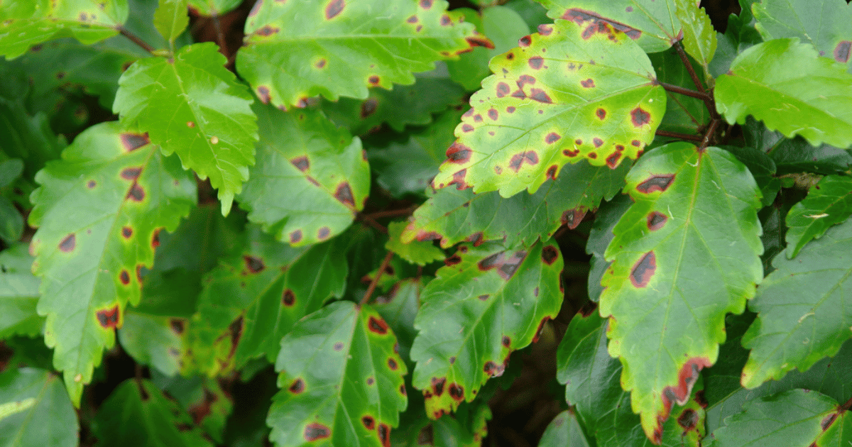 Bacterial leaf spot on leaves. Southern Seed Exchange.