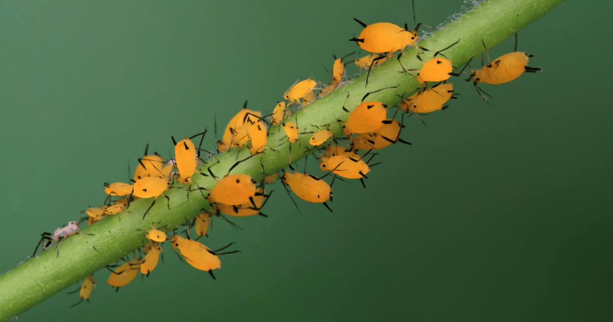 Aphid pests on a plant stem. Southern Seed Exchange.