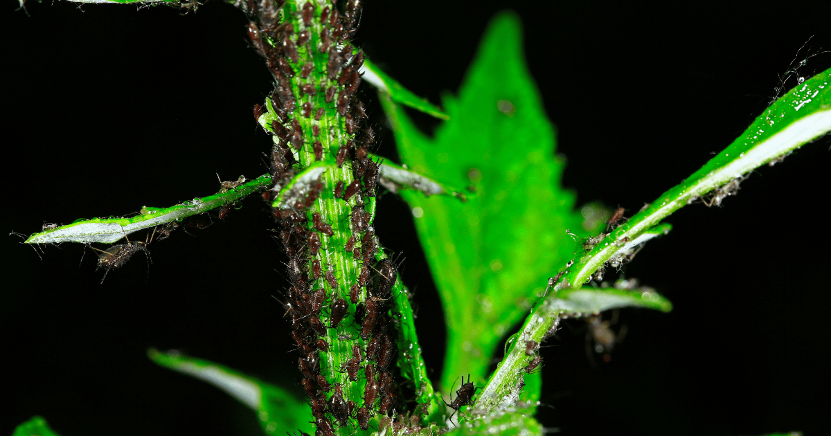 Aphid colony explosion on a plant stem. Southern Seed Exchange.