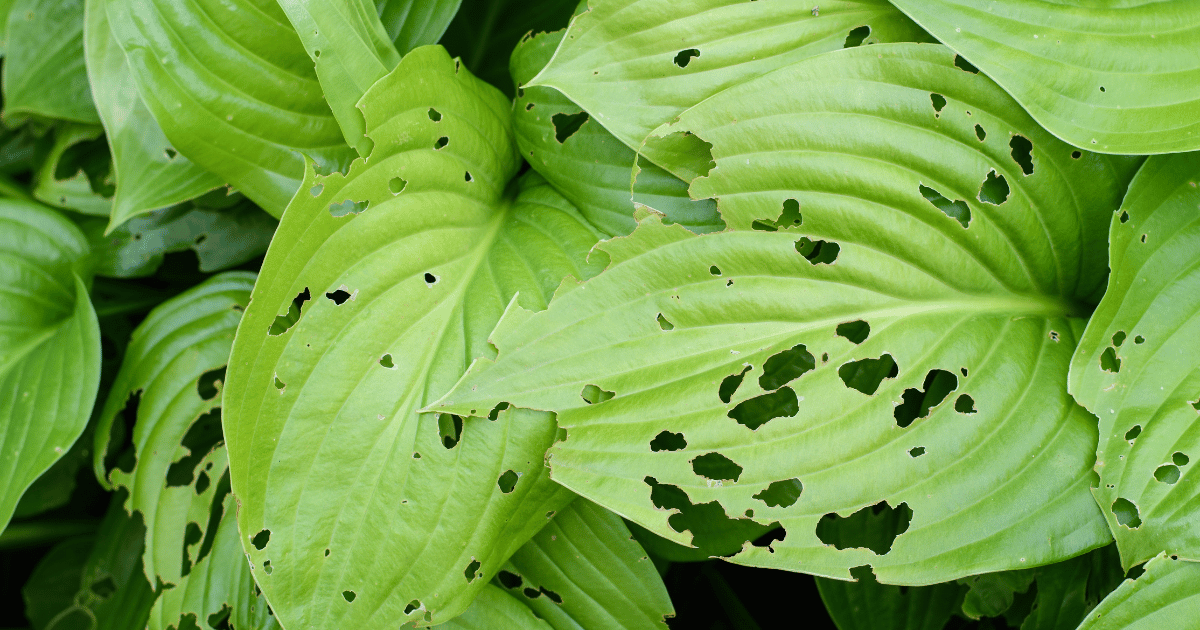 Leaves of a plant with holes from harmful insects. Southern Seed Exchange.
