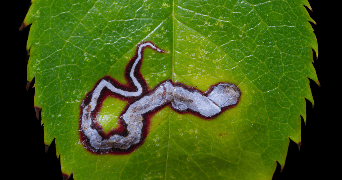 Leaf miner trail on rose leaf.