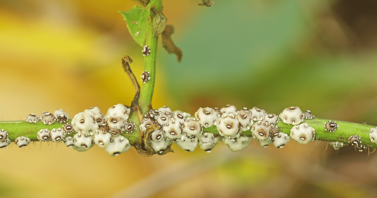 Scale insects on a stem.