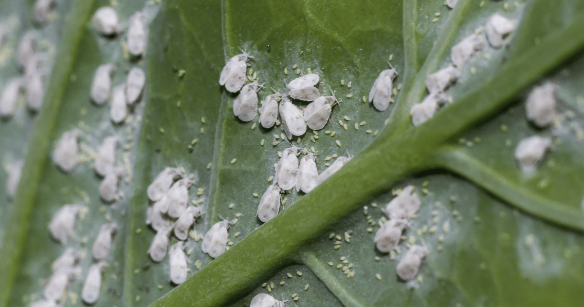 Whitefly pests on cabbage leaf