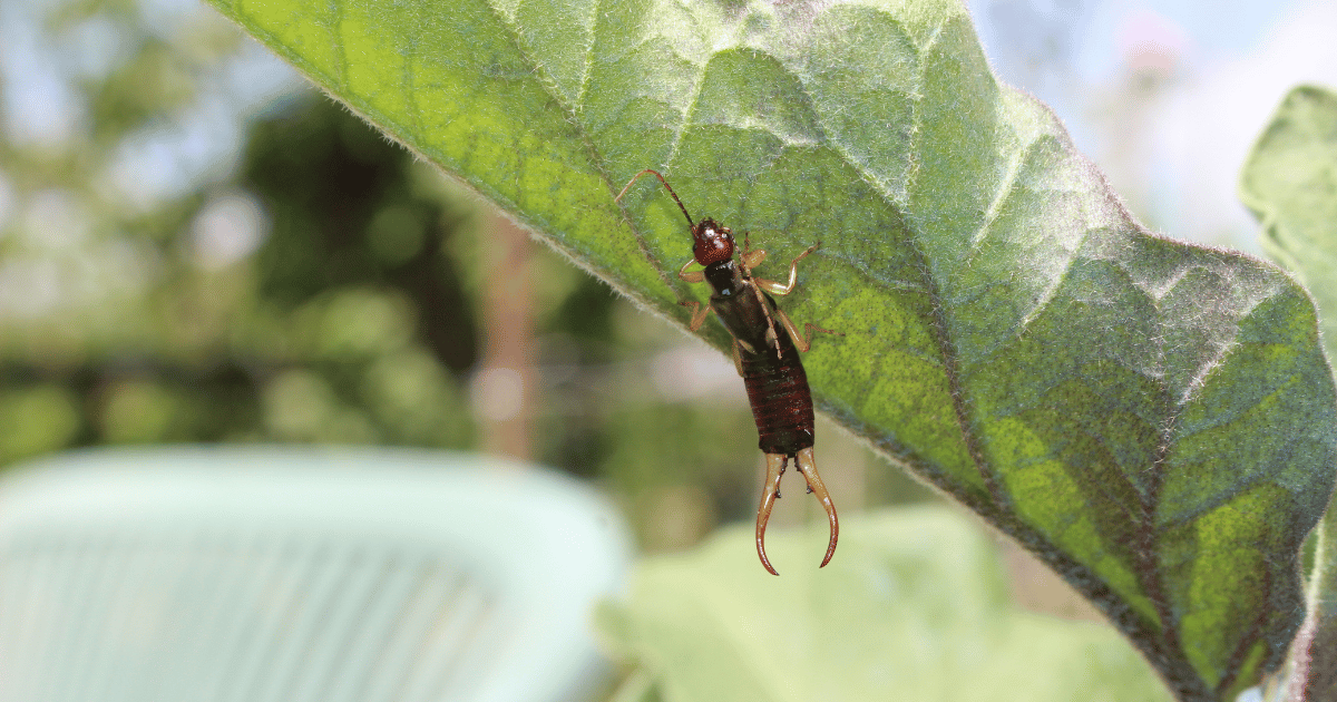 Earwig insect pest hanging from a leaf.