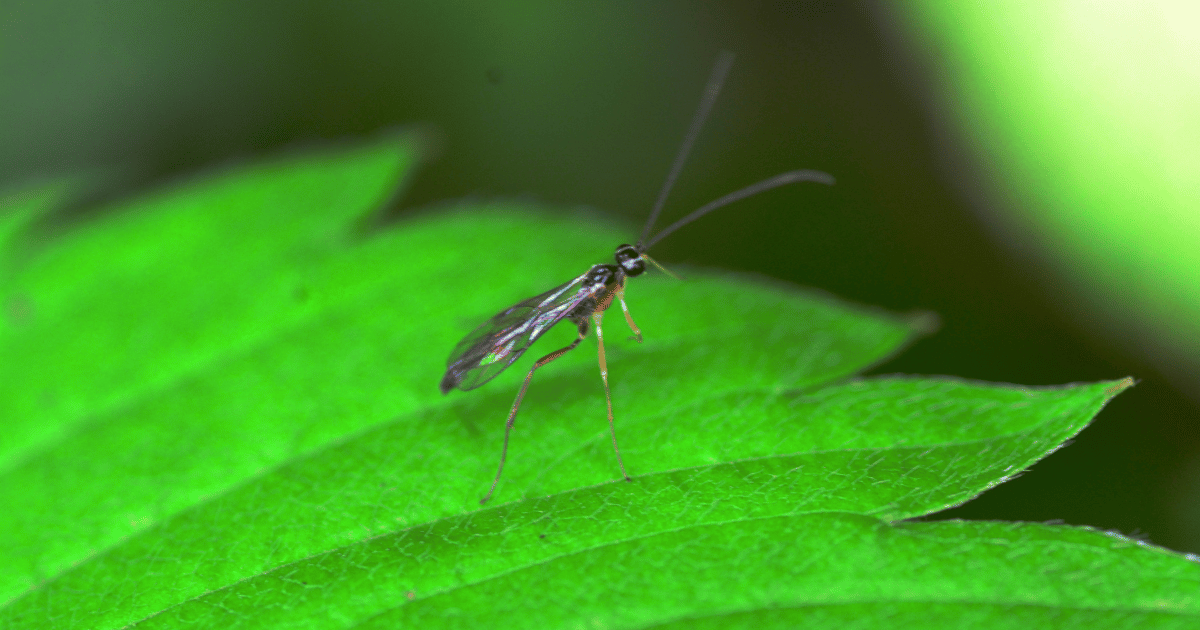 Tiny adult fungus gnat on a leaf.