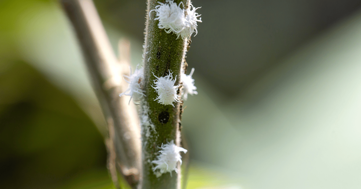 Closeup of a mealybug on the stem of a leaf.