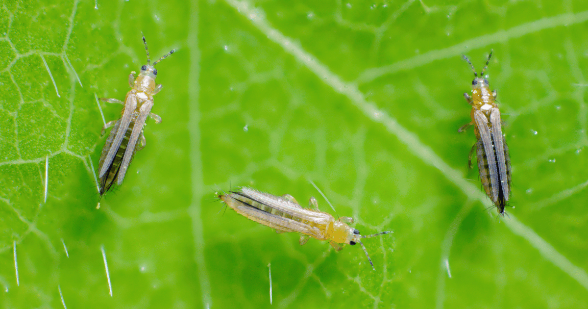 The onion, the potato, the tobacco or the cotton seedling thrips - Thrips tabaci (order Thysanoptera). It is important pest of many plants. Extreme magnification.