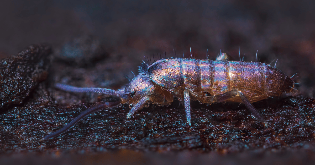 Extreme closeup of a springtail pest.