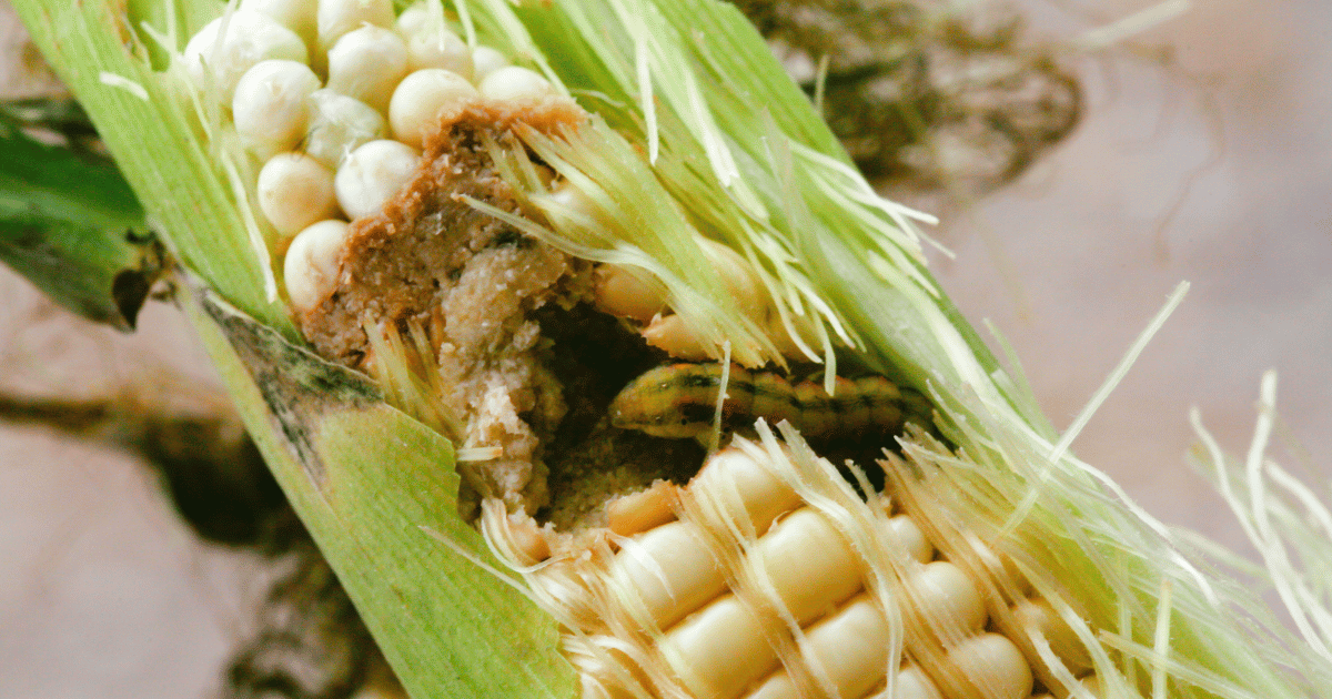 Earworm infestation of a corn cob.