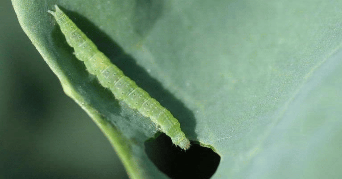 Cabbageworm eating a hole into a cabbage leaf.