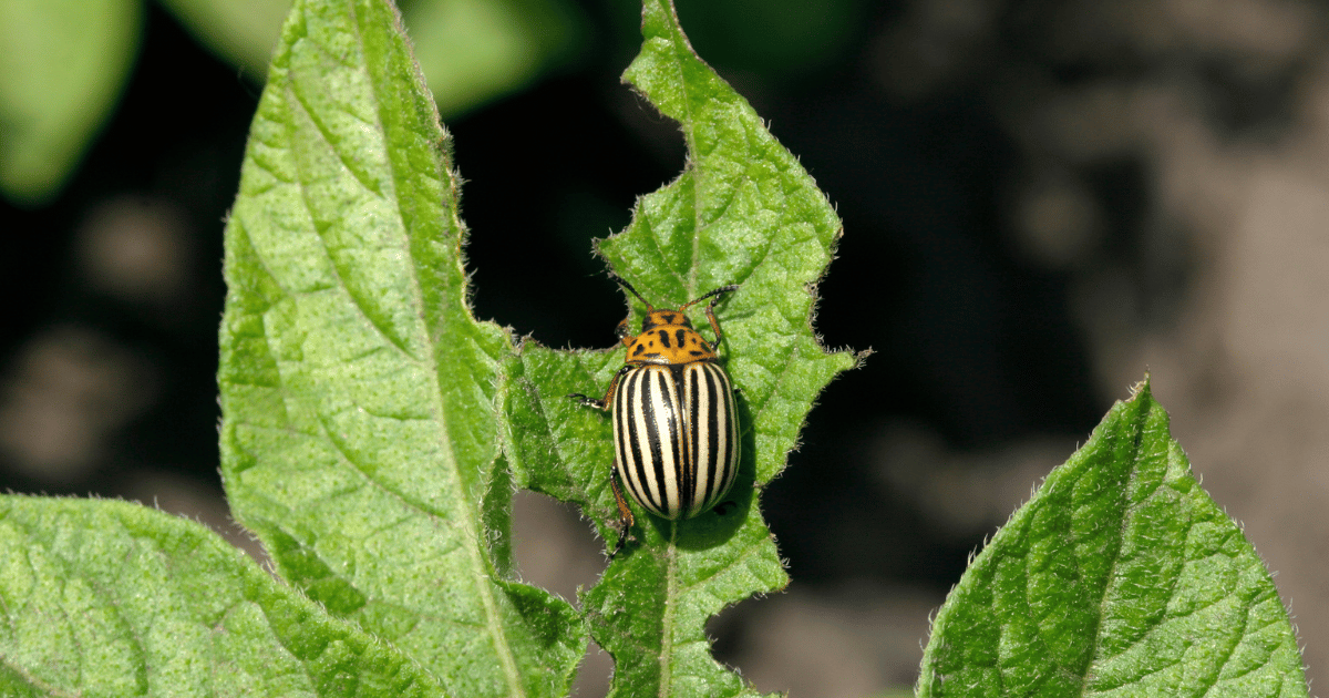 Colorado potato beetle eating a leaf.