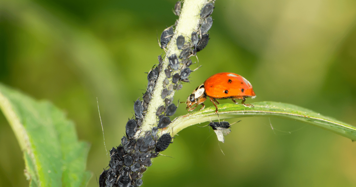 Ladybug eating aphids as a natural pest control.