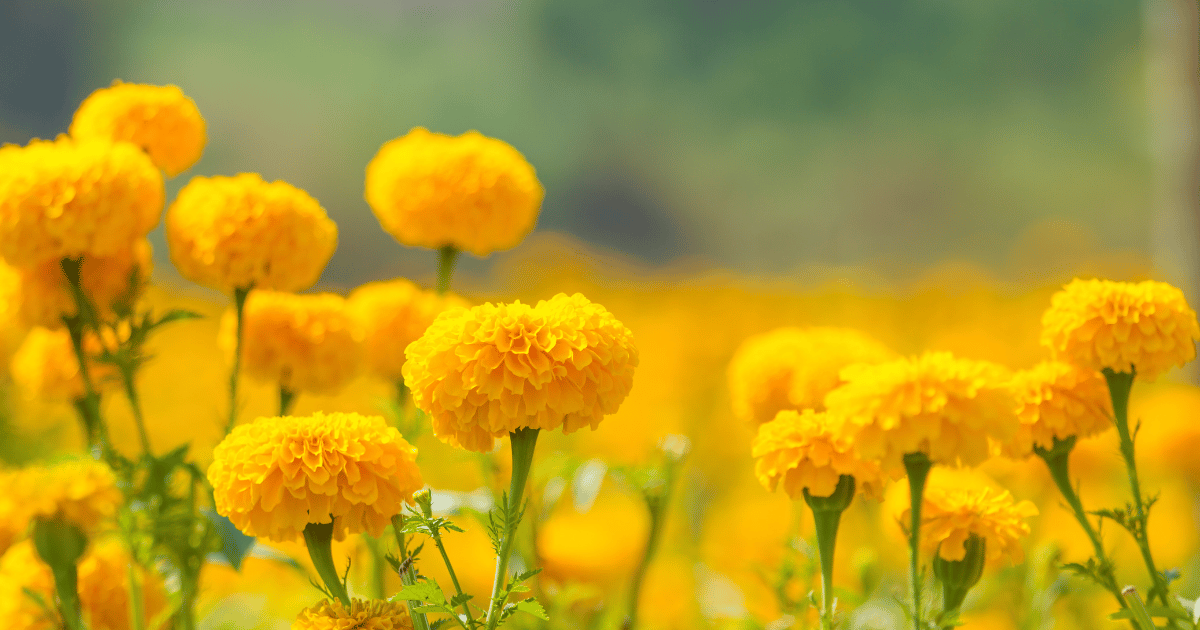 Marigold flowers in a garden.