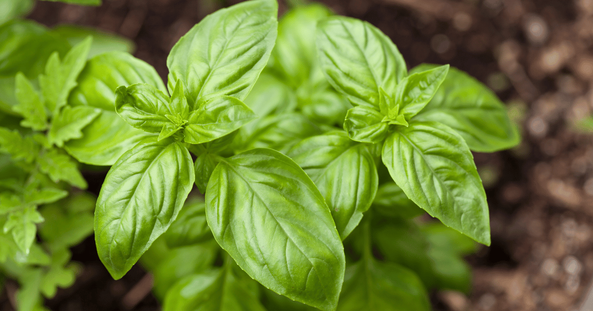 Basil plant leaves