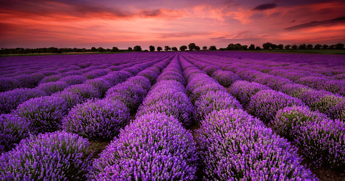 Lavender Field. Southern Seed Exchange.