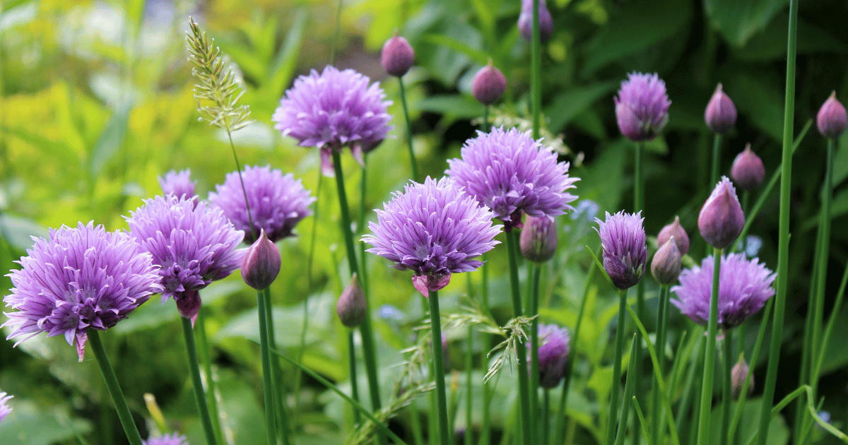 Chives flowers - Southern Seed Exchange