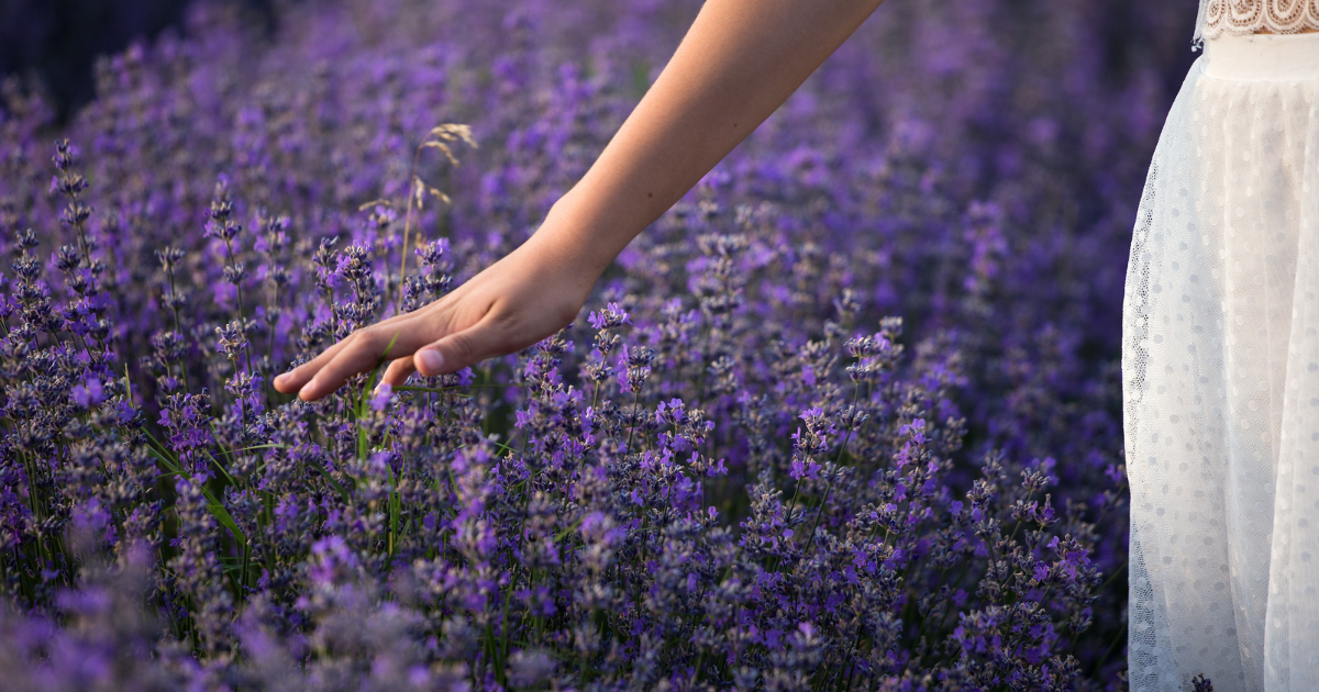 Woman Touching Lavenders in the Field