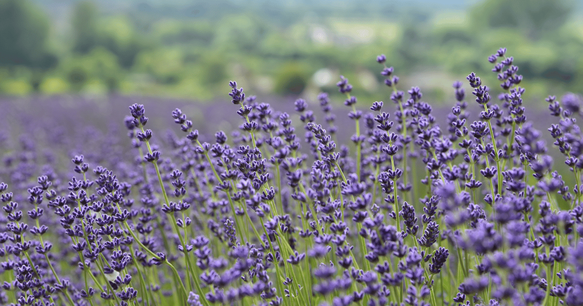 Lavender field in English countryside