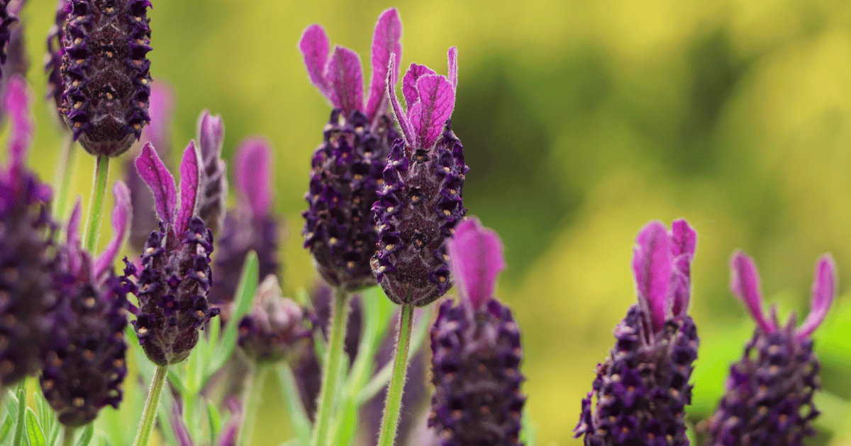 Beautiful Spanish lavender flowers on blurred background