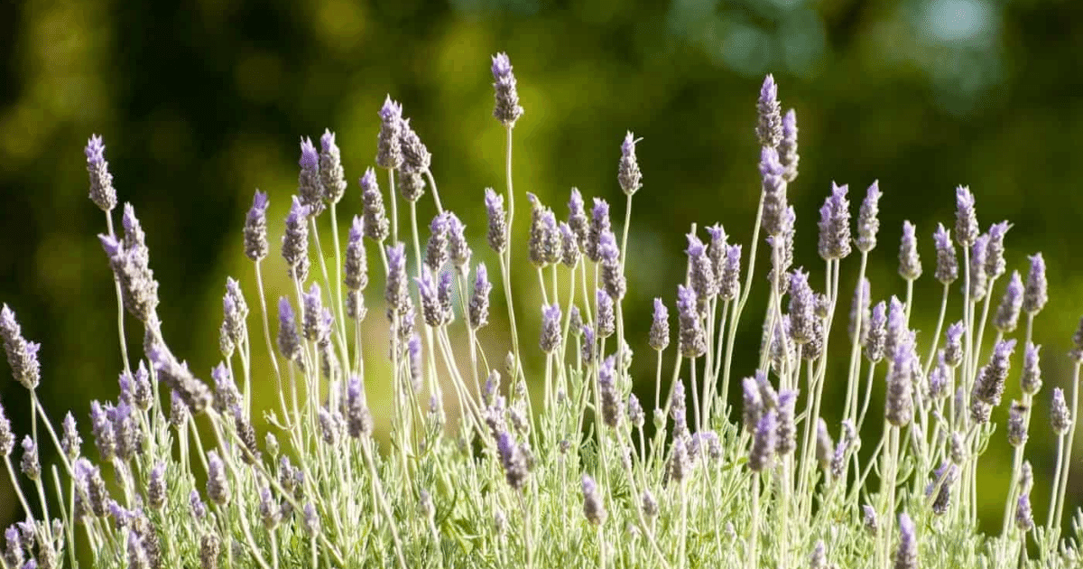 French lavender closeup on blurred background.