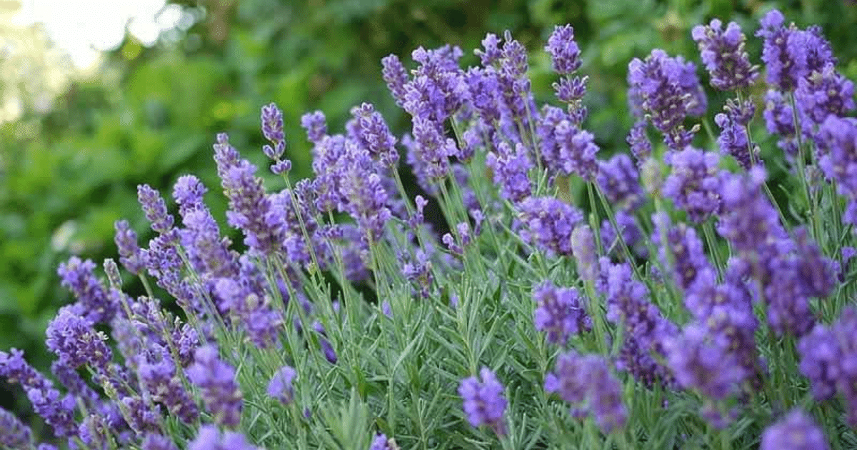 Lavandula x intermedia 'Phenomenal' (Lavender)