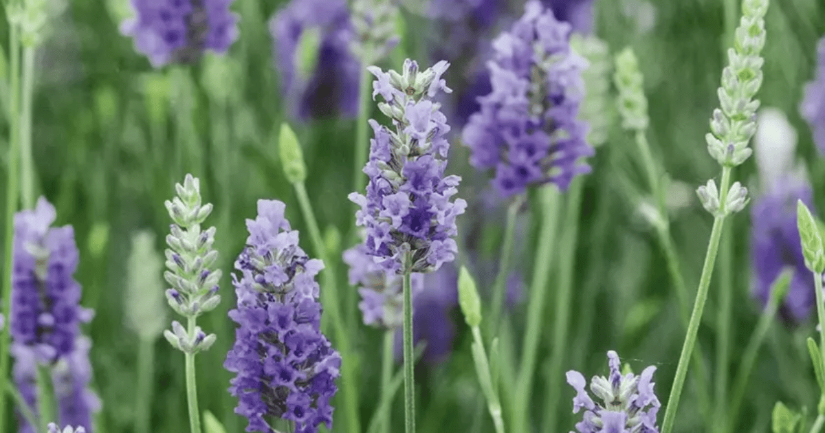 Spanish Lavender (Lavandula stoechas)