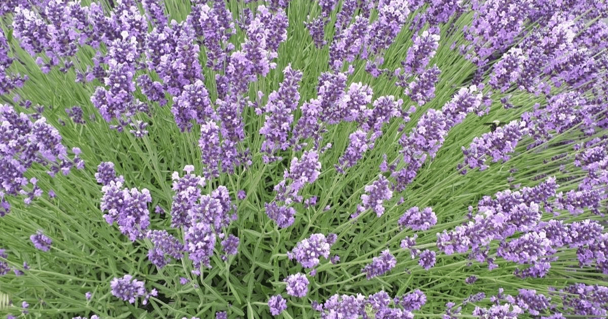 Royal Velvet lavender flowers