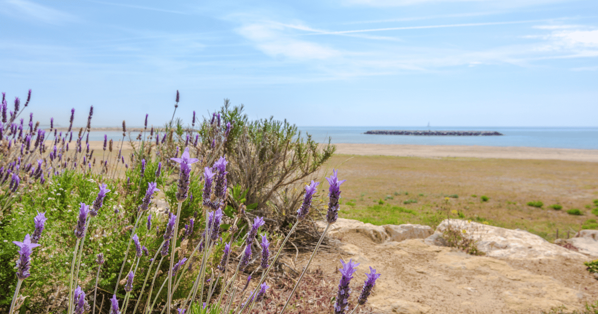 Lavender Flowers by the Mediterranean Sea