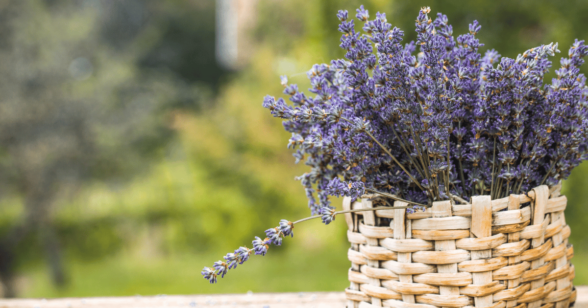 Cut lavender flowers in a basket.